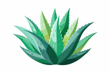 Watercolor Aloe Vera. Illustration clipart isolated on white background.
