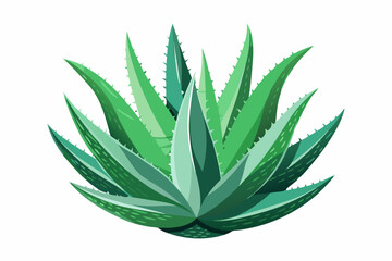 Watercolor Aloe Vera. Illustration clipart isolated on white background.
