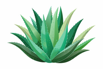 Watercolor Aloe Vera. Illustration clipart isolated on white background.
