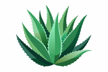 Watercolor Aloe Vera. Illustration clipart isolated on white background.
