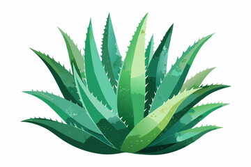 Watercolor Aloe Vera. Illustration clipart isolated on white background.
