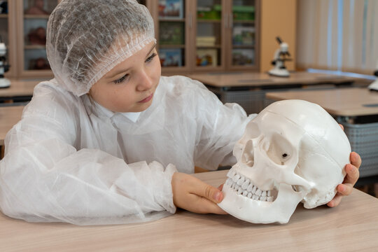 A schoolgirl in a white coat studies an anatomical model of a human skull in a school classroom. Anatomy lesson.
