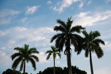 Few coconut trees silhouetted against clear blue sky.