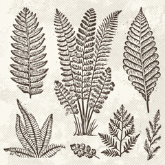 Graphic prehistoric plants fossils set. Ancient fern flora in engraving technique on vintage paper. Vector illustration © LanaSham