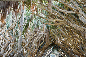 Tree branches interlock like fingers overhead, forming a natural shade in this tree-lined walkway in Algiers' Hamma Garden.