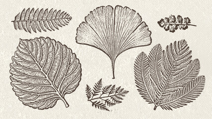 Set of silhouettes of prehistoric flora - ferns, ginkgo, araucaria. Fossils prehistoric botanicals isolated on vintage paper background. Vector flat illustration. © LanaSham