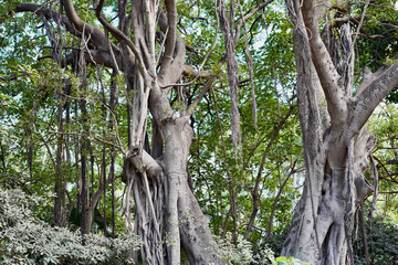 Only bits of blue sky can be seen among the leaves, branches and tree trunks as one looks upwards in Algiers' Hamma Garden.. 