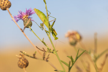 Mantis - Mantis religiosa green animal sitting on a blade of grass in a meadow
