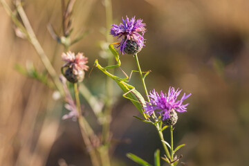 Mantis - Mantis religiosa green animal sitting on a blade of grass in a meadow