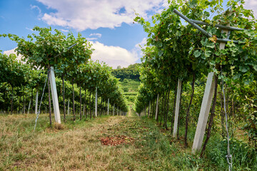 Vineyard rows stretch under a clear sky in mid-summer, showcasing lush green grapevines ready for harvest, Marano di Valpolicella, Verona, Italy