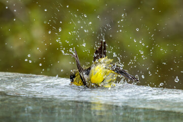 Lesser Goldfinches bathe in a pool of water. There are water droplets flying in all directions. The background is a lovely soft green bokeh with space for copy.
