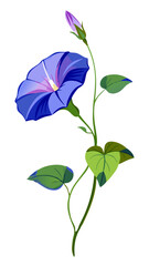 Vibrant Morning Glory Flowers With Green Leaves - Illustration of morning glory flowers with leaves, showcasing natural beauty and elegance. Ideal for botanical designs and nature-themed projects.