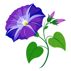 Vibrant Morning Glory Flowers With Green Leaves - Illustration of morning glory flowers with leaves, showcasing natural beauty and elegance. Ideal for botanical designs and nature-themed projects.