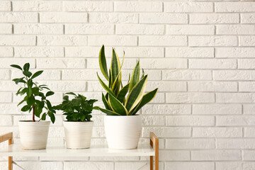 Green houseplants on shelf near white brick wall