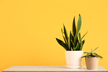 Green houseplants on shelf near yellow wall