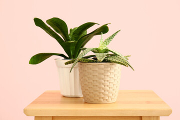 Green houseplants on table near pink wall
