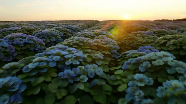 Hydrangea field at sunset with vibrant blue hues