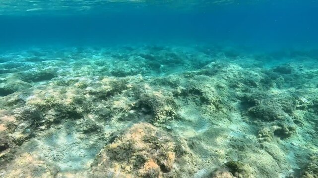 Colorful rocky seascape with waves,  coastline and swimming school of small fish. Underwater video from snorkeling in the sea, marine life. Fish in the water, aquatic wildlife. 