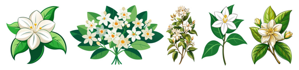 Illustration Of Jasmine Flowers With Leaves -looming jasmine flowers with vibrant green leaves. Perfect for botanical art, nature themes, and floral designs conveying freshness and elegance.