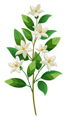 Illustration Of Jasmine Flowers With Leaves -looming jasmine flowers with vibrant green leaves. Perfect for botanical art, nature themes, and floral designs conveying freshness and elegance.