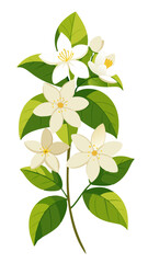 Illustration Of Jasmine Flowers With Leaves -looming jasmine flowers with vibrant green leaves. Perfect for botanical art, nature themes, and floral designs conveying freshness and elegance.