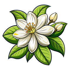 Illustration Of Jasmine Flowers With Leaves -looming jasmine flowers with vibrant green leaves. Perfect for botanical art, nature themes, and floral designs conveying freshness and elegance.