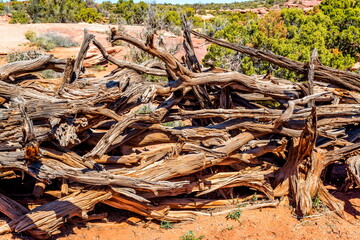 Dead trees piled up inside the Dead Horse Point State Park, Utah-USA