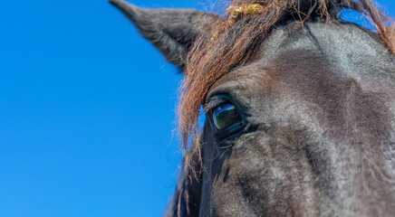 Big shiny dark eye. Part of head black horse closeup. Flies on horse's face. Horse riding. Blue sky.
