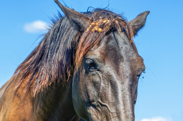 Close-up of black horse's head, burdock in mane. Look horse's dark eyes shining. Blue sky background