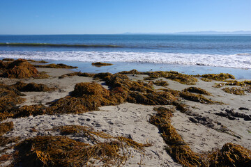 Kelp and seaweed on an ocean beach after a storm and high tide