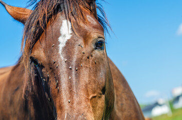 Head of brown horse with white spot on forehead. Flies sat on horse's face. Veterinary concept.