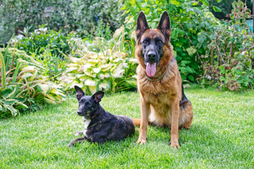 Two dogs on green grass