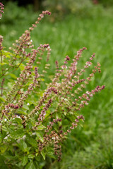 Blooming tulasi holy basil in the garden