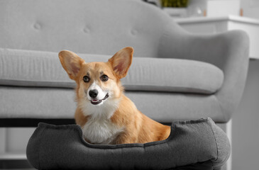 Cute Corgi dog lying in pet bed near grey sofa