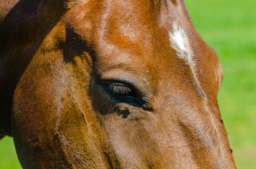 Big shiny dark eye. Head of brown horse in profile, close-up.  Flies on horse's face. Horse...