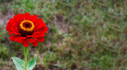 Lonely red zinnia flower in the grass.