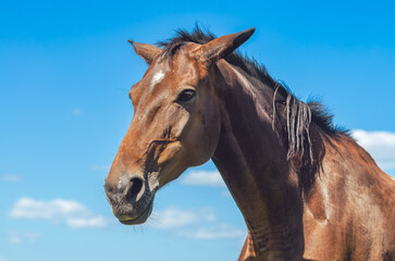 Horse portrait. Brown horse in nature against blue and white cloudy sky. Low angle. Charming photo.