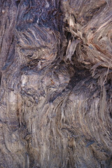 Trunk of a huge hundreds of years old vine