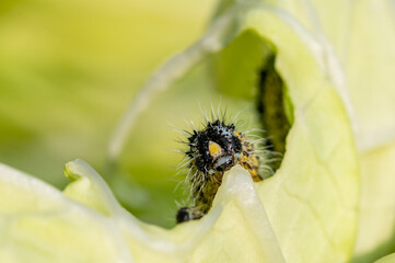 Caterpillar of the Large White Butterfly, Pieris brassicae, eating cabbage leaves