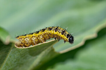 Caterpillar of the Large White Butterfly, Pieris brassicae, eating cabbage leaves
