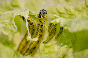 Caterpillar of the Large White Butterfly, Pieris brassicae, eating cabbage leaves
