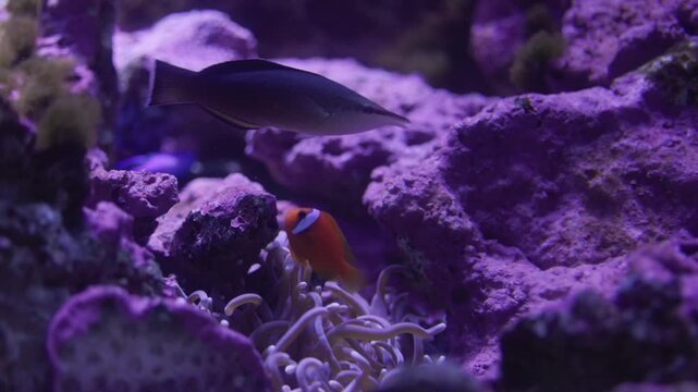An aquarium tank with fishes from Finding Nemo