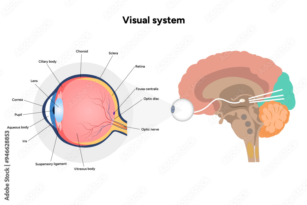 Canvas Prints Suprachiasmatic nucleus of hypothalamus. Human visual system pathway cortex diagram. Right and left visual cortex and eye anatomy