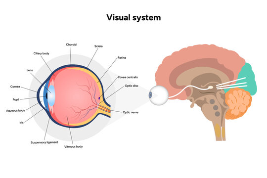 Suprachiasmatic nucleus of hypothalamus. Human visual system pathway cortex diagram. Right and left visual cortex and eye anatomy