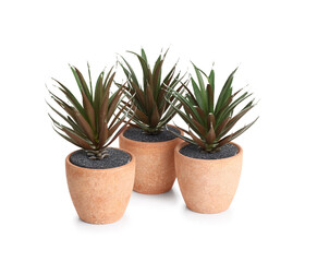 Succulent plants in pot isolated on white background