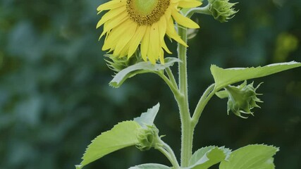 Sunflower blossom closeup in cloudy day no shadows vertical panning shot - Powered by Adobe