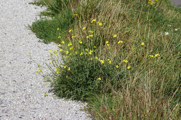 Diplotaxis tenuifolia, perennial wall-rocket and high grass growing along a shell path. Summer, August, Netherlands
