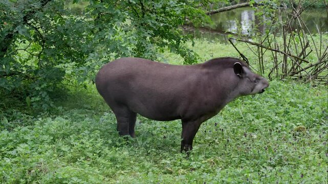 A Lowland Tapir stands calmly in a green meadow, surrounded by trees and foliage, with a distant pond