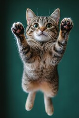 Obraz premium Tabby kitten suspended mid-air with paws outstretched.