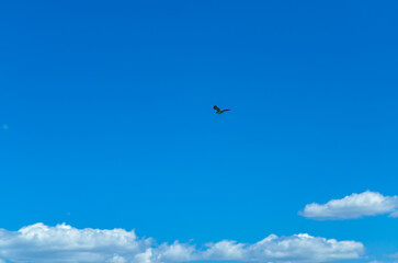 Clear blue sky with white clouds and flying bird. Concept of freedom and unlimited. Copy space.